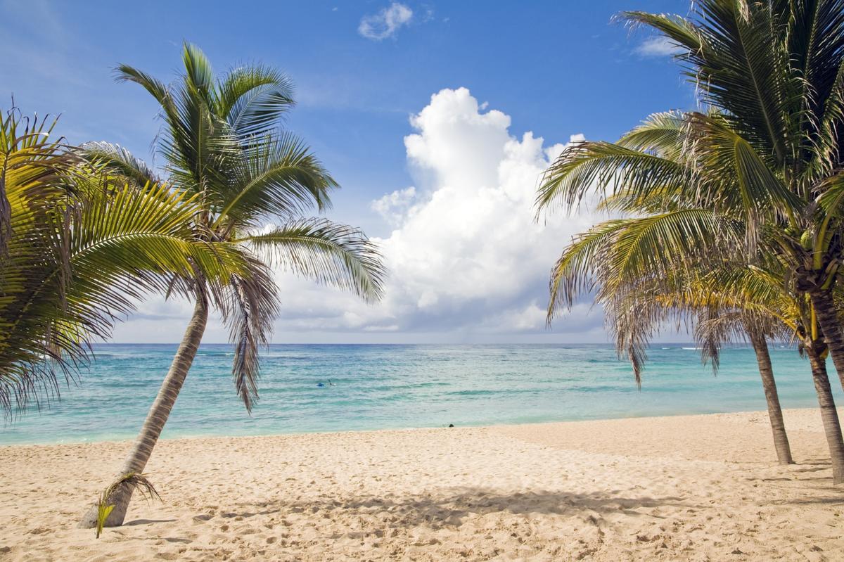 Caribbean resort beach palms